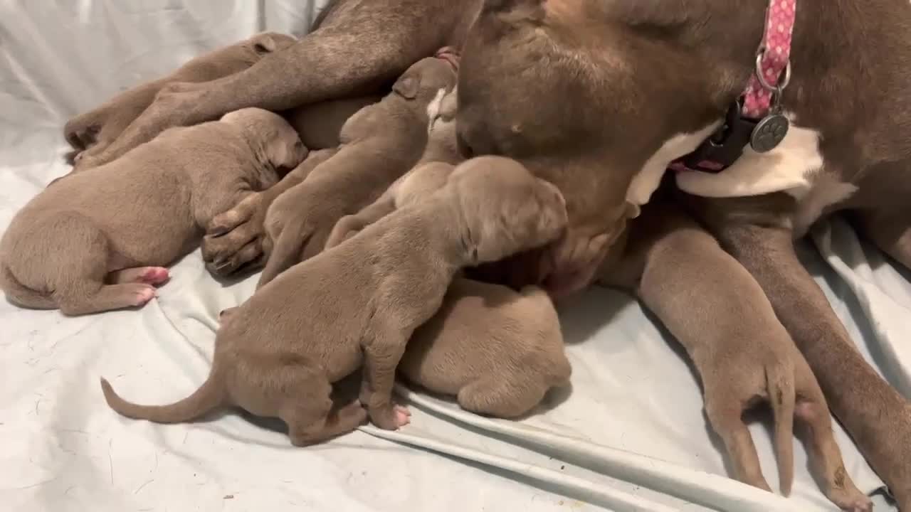 Feeding poor mother dog after giving birth 14 days - Rescue family puppies