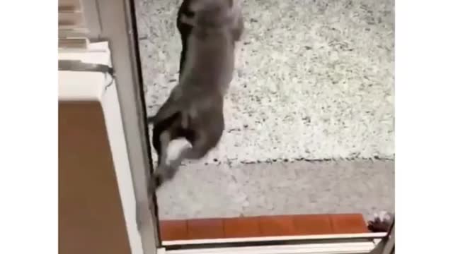 The way dog jump out of the door