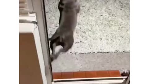 The way dog jump out of the door