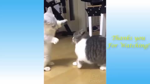 Two cute persian kitten's funny fight