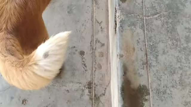 Dog vs Lizzard