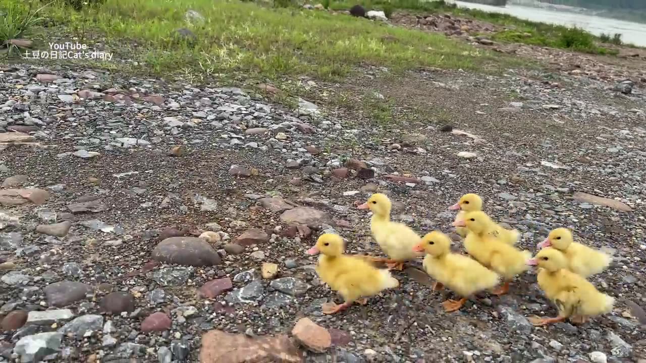 The kitten is so funny,taking the duck to find treasure!