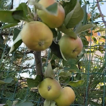 Apple tree with fruits