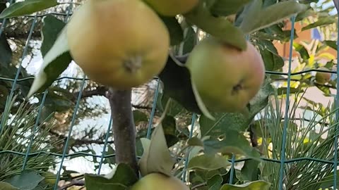 Apple tree with fruits