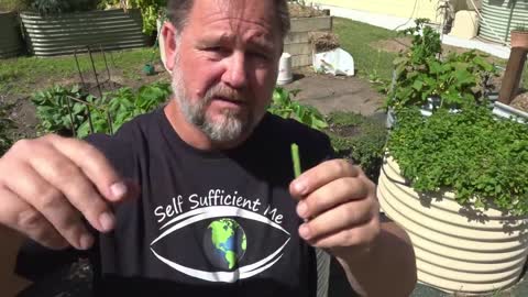 What Happens When You REGROW Vegetables From Kitchen SCRAPS in the Garden?