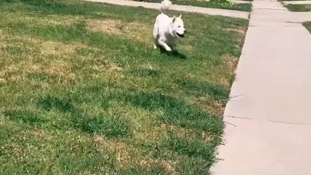 Happy dog dancing on the grass