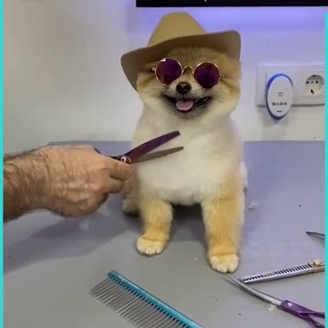 look what happened to this puppy