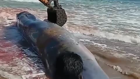 Big fish Amazing 😱