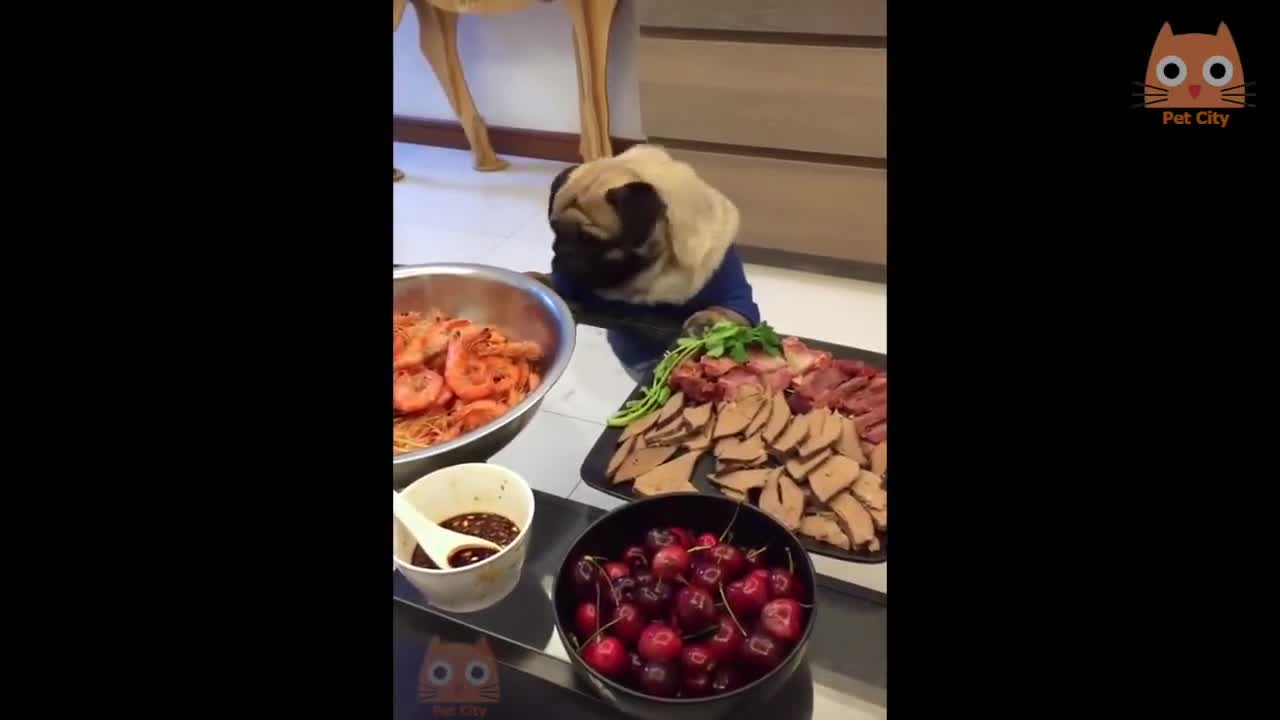 Videos de Risa - Animales // Laughter Videos - Animals