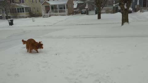 Golden retriever puppy plays in snow
