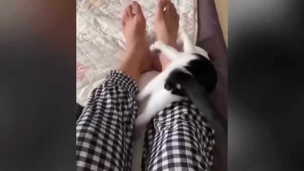 Funny cats/Animal video