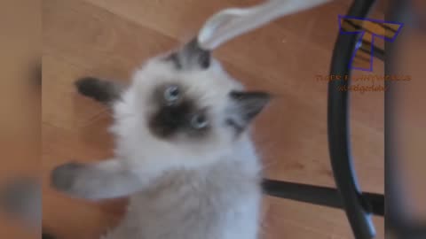 Funny Cat compilation: You'll laugh so much that you'll pass out.