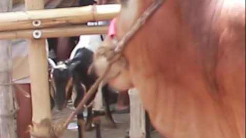 shrots vedio big cow