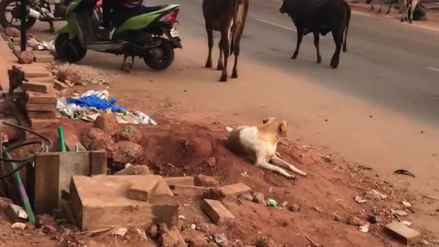 Hello India