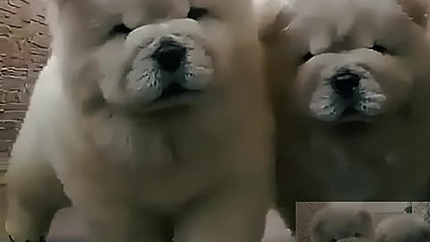 Twin dogs