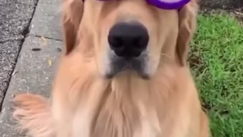 Hip hop dog golden retriever