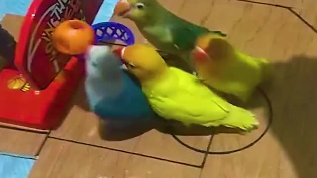 Parrot birds ...Cuteness overload! 🦜❤️️