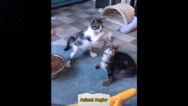 Very Funny Cats Playing