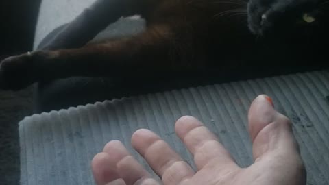 Will the cat "Gimme a Paw"?