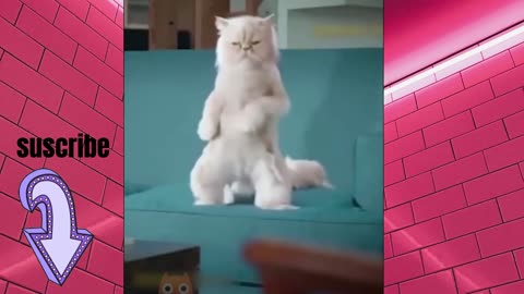 funny cats