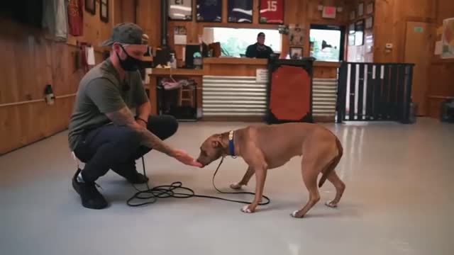 How this pitbulls life changed after this video