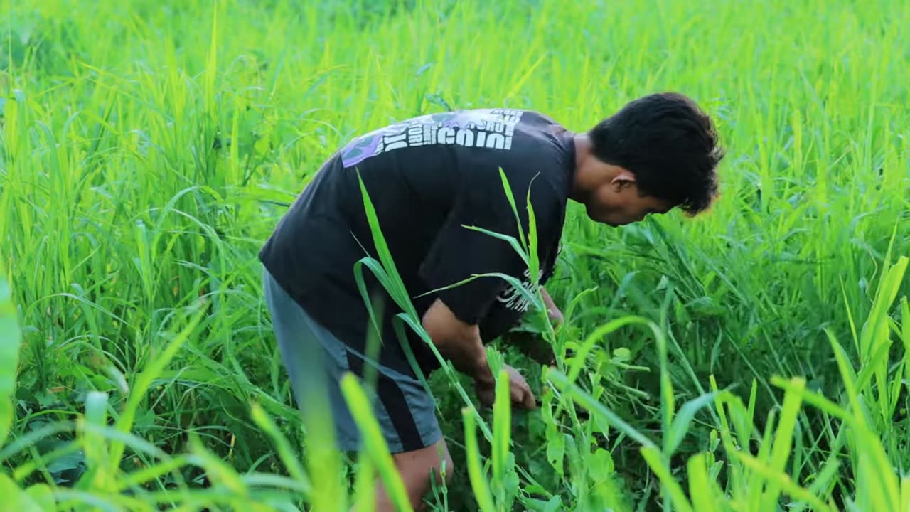 Genius Ideas for Raising Goats and Growing Organic Water Spinach! Feeding & Planting Water Spinach!