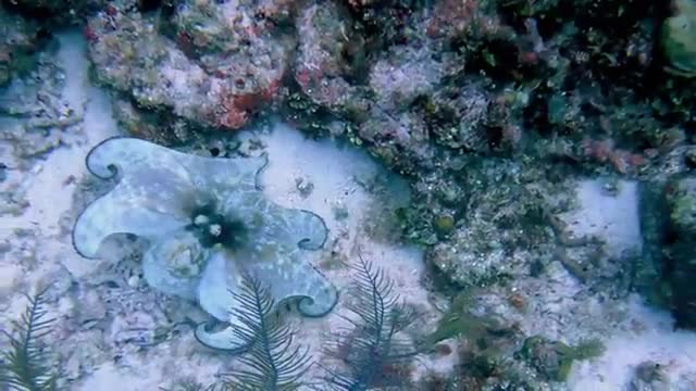 Octopus_hunting_is_truly_a_super_predator_on_the_reef(360p).mp4