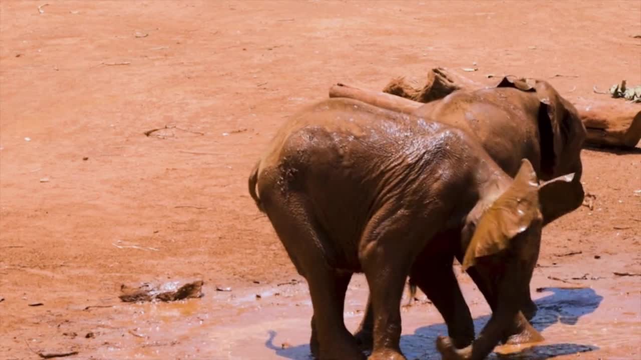 Most Funny and Cute Baby Elephant playing