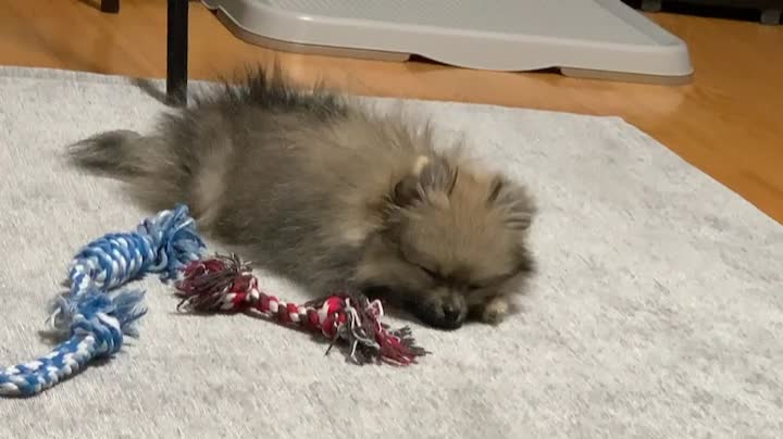 Sable Pomeranian is falling in asleep
