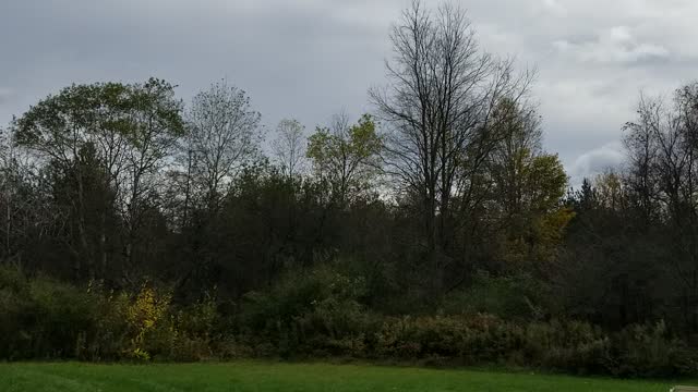 Birds or something else?