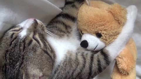 A Sweet Little Cat and His Teddy Bear