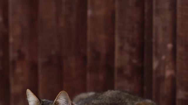 A cat just relaxing on a surface