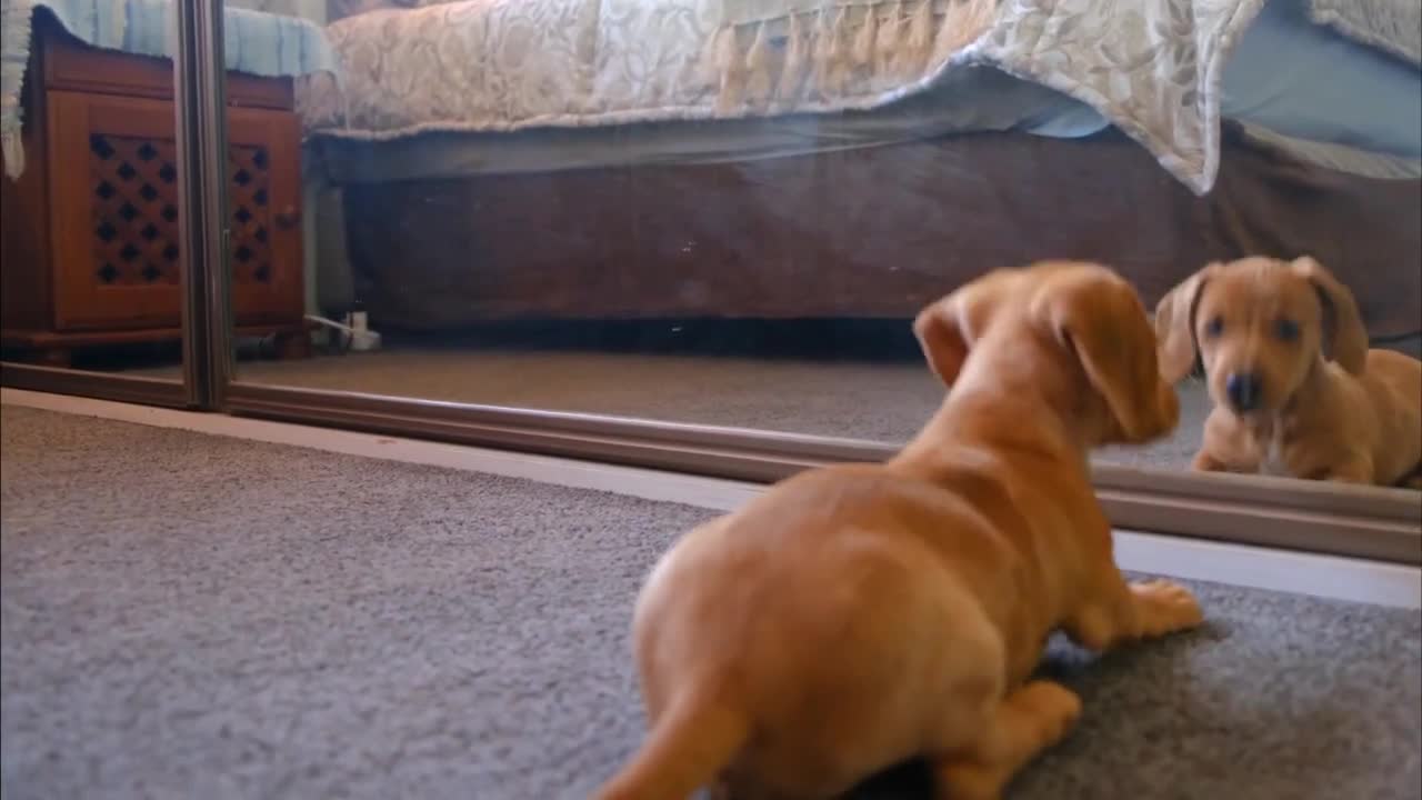 Funny Dog in front of Mirror (Short Video)