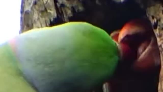 Dedicated Mothers (Mother's Day 2022)