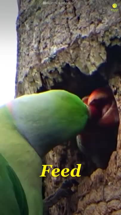 Dedicated Mothers (Mother's Day 2022)