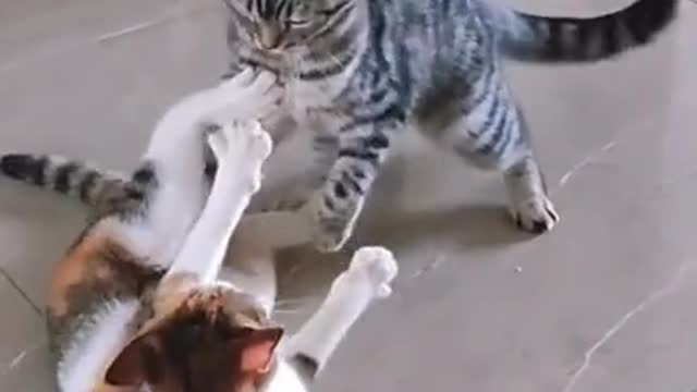 funny cat fight ( cats & kittens )