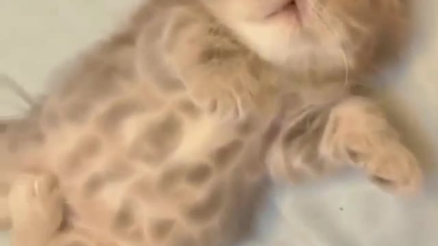 cute puppy 🐱🚀🐱👓