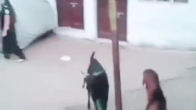Male goat hit girl funny video