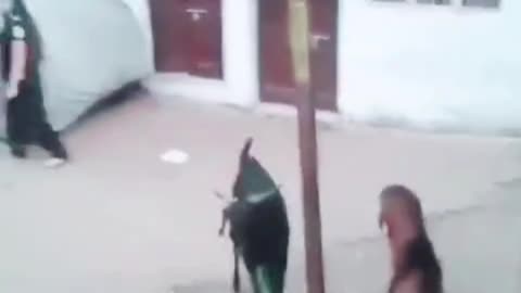 Male goat hit girl funny video