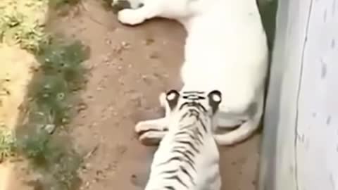 Very very cute pets get fight 😵😵😵😵😵😵