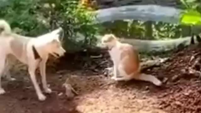 Funny Animals fails