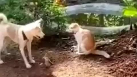 Funny Animals fails