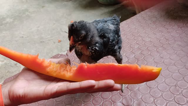 Chick Eating Papaya