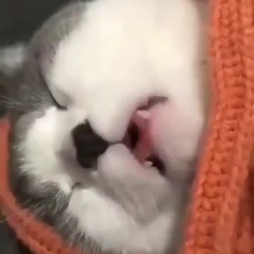 The cat that sleeps and dreams of milk