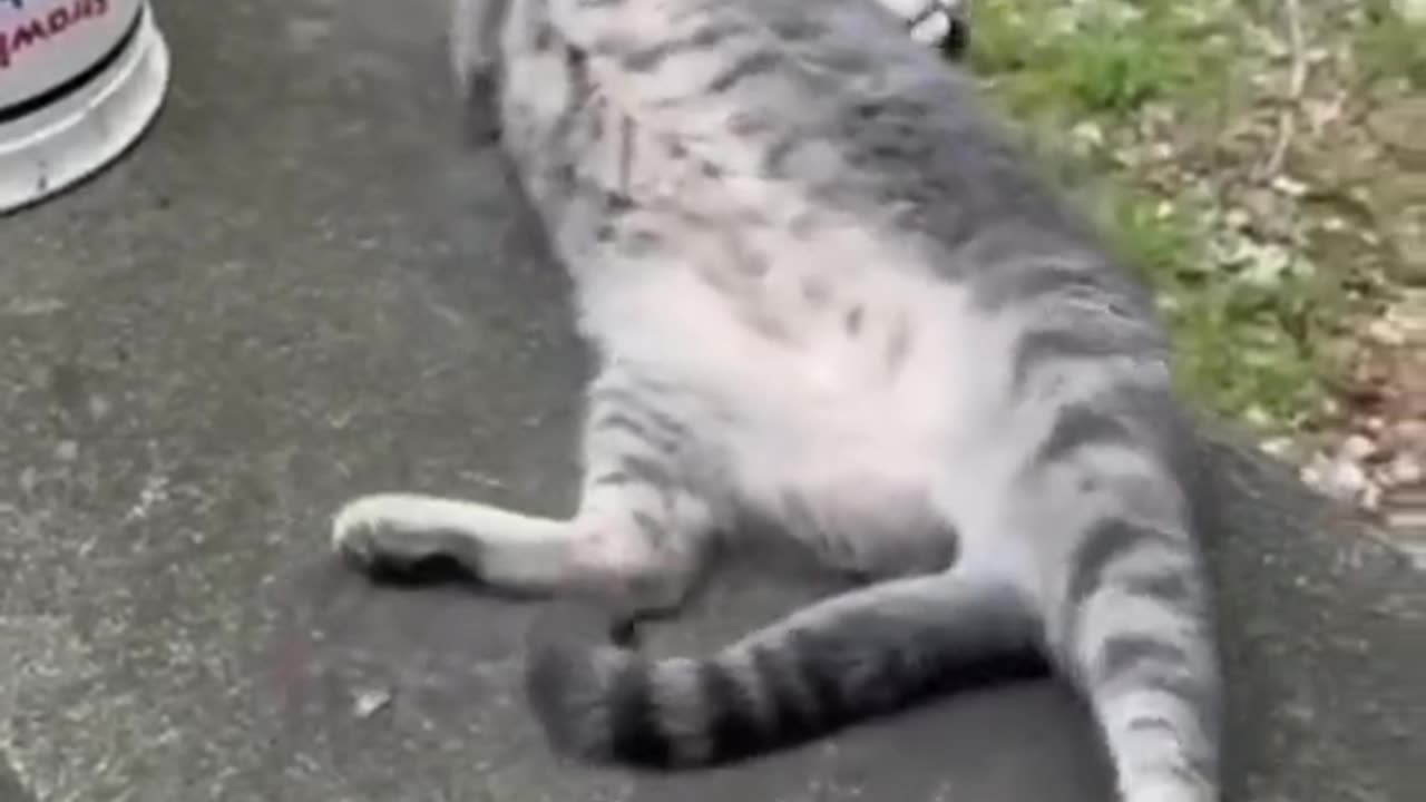 funny videos 2023|cat videos#funnycatvideos#funnyclipsvideo