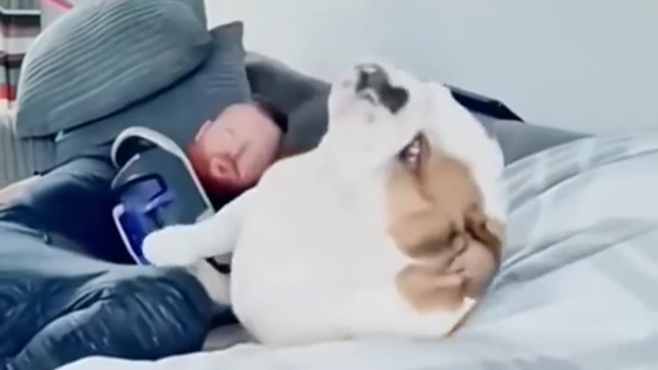 Funny Animals
