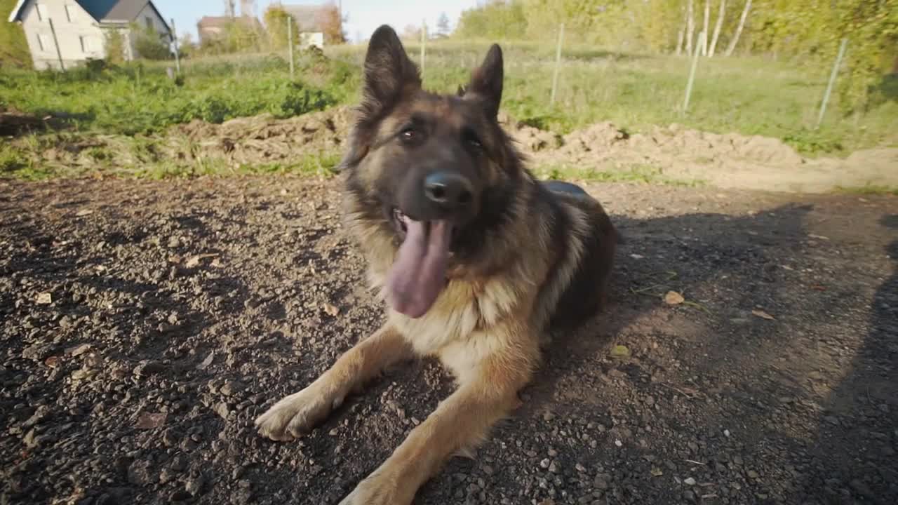 Shepherd dog lies on the sun, shepherd dog outdoors, human's pets, playing with dog