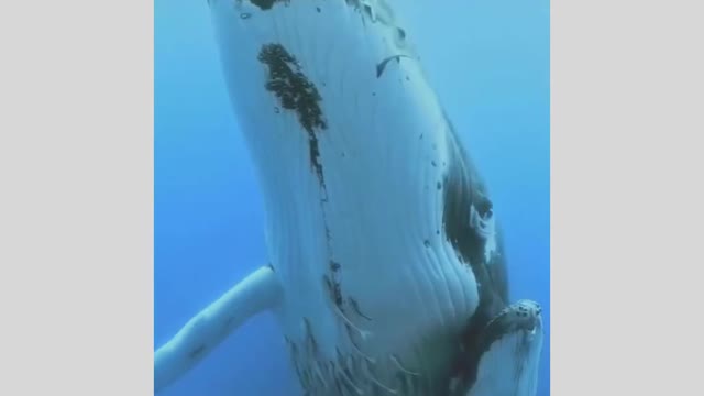 whale sound in ocean | noman97