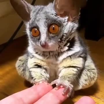 Look at this sleepy cutie!⁣⁣⁣⁣⁣