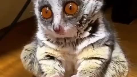 Look at this sleepy cutie!⁣⁣⁣⁣⁣